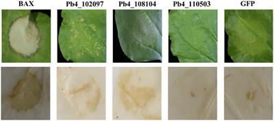 Identification and characterization of putative effectors from Plasmodiophora brassicae that suppress or induce cell death in Nicotiana benthamiana